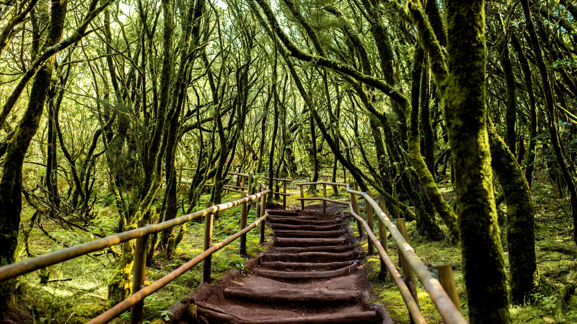 Wooden pathway through the forest of fables